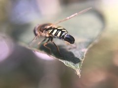 Eupeodes volucris