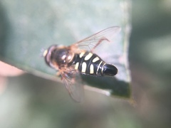 Eupeodes volucris
