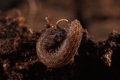Ooperipatellus