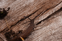 Ooperipatellus