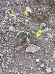 Baileya pleniradiata