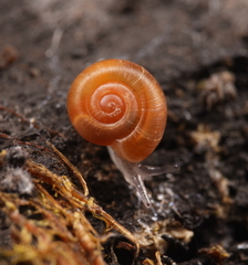 Gadoropa