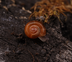 Gadoropa