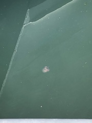 Polyorchis penicillatus
