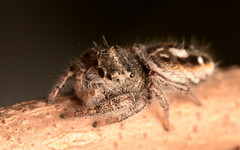 Phidippus insignarius