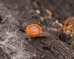 Gadoropa