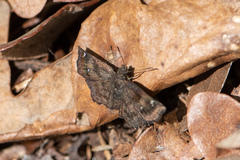 Staphylus hayhurstii