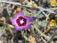 Sidalcea keckii