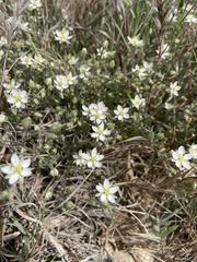 Spergularia macrotheca longistyla