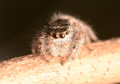 Phidippus insignarius