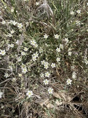 Spergularia macrotheca longistyla