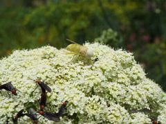 Chlorotabanus crepuscularis