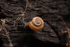 Gadoropa