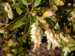 Andrena crataegi