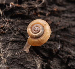 Gadoropa