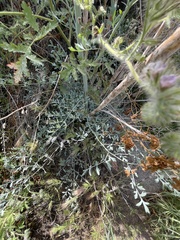 Ehrendorferia chrysantha