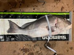 Plectorhinchus caeruleonothus