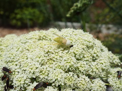 Chlorotabanus crepuscularis