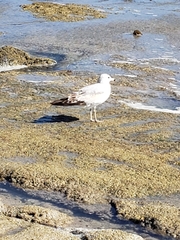 Larus delawarensis