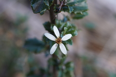 Olearia erubescens