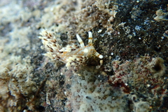 Phidiana semidecora