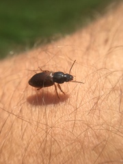 Anisodactylus sanctaecrucis