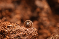 Paralaoma hobarti