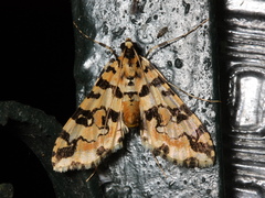 Conchylodes bryophilalis