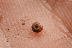 Paralaoma hobarti