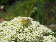 Chlorotabanus crepuscularis