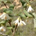 California Snowdrop Bush - Photo (c) Ron Vanderhoff, some rights reserved (CC BY-NC), uploaded by Ron Vanderhoff