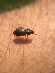 Anisodactylus sanctaecrucis