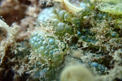 Dictyosphaeria observed 2022-02-02