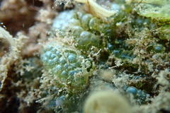 Dictyosphaeria cavernosa