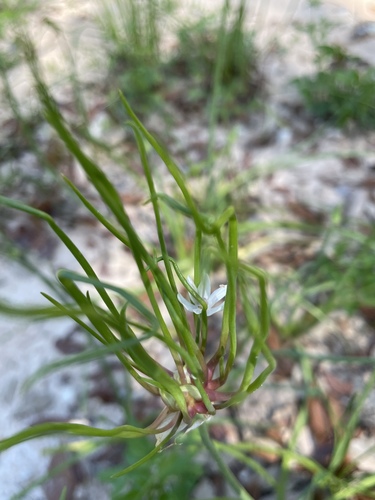 Allium image