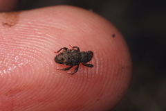 Roptoperus