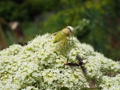 Chlorotabanus crepuscularis