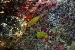 Stichopus horrens