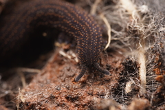 Ooperipatellus