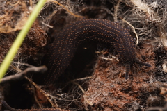 Ooperipatellus