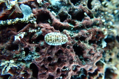 Stenoplax petaloides