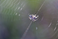Acanthepeira