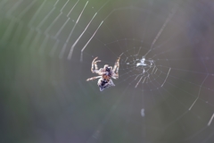 Acanthepeira