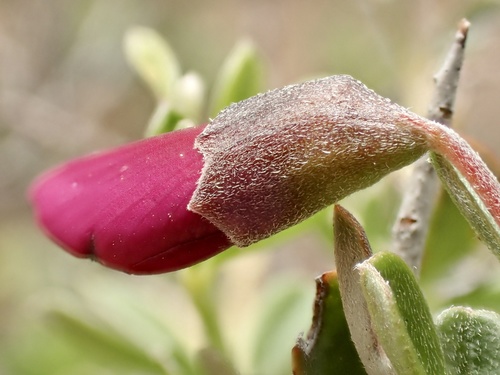 Chaparral Pea