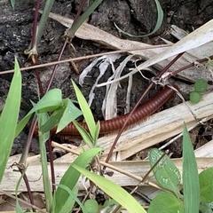 Trigoniulus corallinus