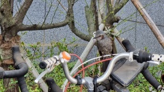 Hypsipetes amaurotis