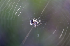 Acanthepeira