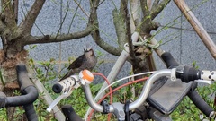 Hypsipetes amaurotis