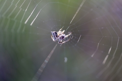 Acanthepeira