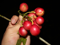 Chrysochlamys glauca